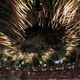 Illustration for article titled iThe 2012 Summer Olympics/i: August 7, 2012